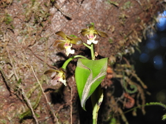 Prosthechea varicosa