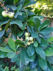 Byrsonima bucidaefolia