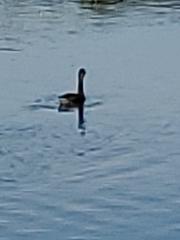 Dendrocygna autumnalis