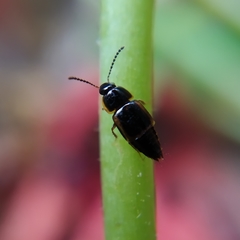 Tachinus flavolimbatus