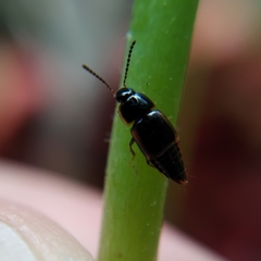 Tachinus flavolimbatus