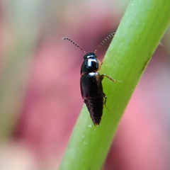 Tachinus flavolimbatus