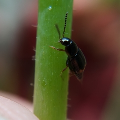 Tachinus flavolimbatus