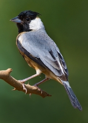 Charitospiza eucosma