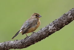 Charitospiza eucosma