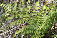 Diplazium pseudodoederleinii