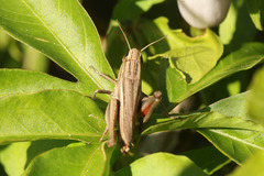 Amblytropidia australis
