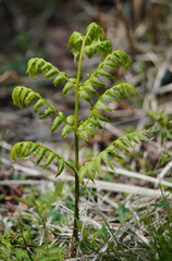 Diplazium pseudodoederleinii