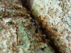 Myrmarachne inermichelis