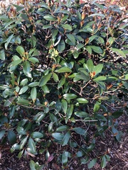 Ternstroemia