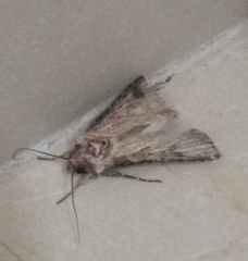 Agrotis
