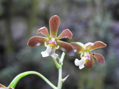 Prosthechea varicosa