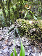 Prosthechea varicosa