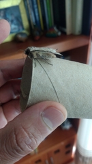 Agrotis