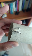 Agrotis