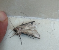 Agrotis