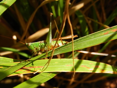 Conocephalus exemptus
