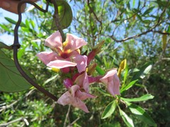 Temnadenia odorifera