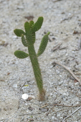 Consolea corallicola