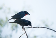 Compsothraupis loricata