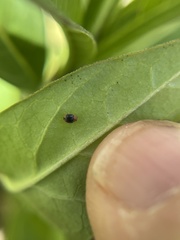 Diomus roseicollis