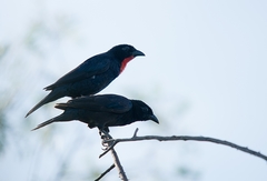 Compsothraupis loricata