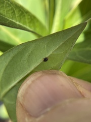 Diomus roseicollis