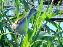 Porphyrio flavirostris