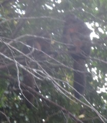 Pithecia chrysocephala