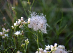 Baccharis stenophylla