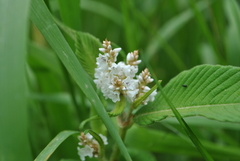 Koenigia campanulata