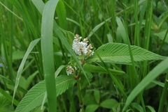 Koenigia campanulata