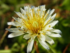 Taraxacum albidum