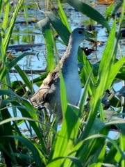 Porphyrio flavirostris