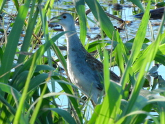 Porphyrio flavirostris