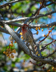 Haemorhous mexicanus