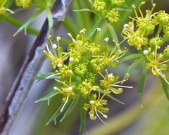Lomatium parryi