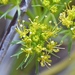 Utah Desertparsley - Photo (c) lonnyholmes, some rights reserved (CC BY-NC), uploaded by lonnyholmes