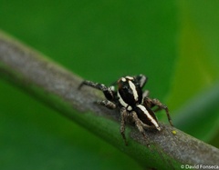 Leptofreya