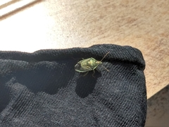 Tynacantha marginata