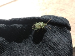 Tynacantha marginata