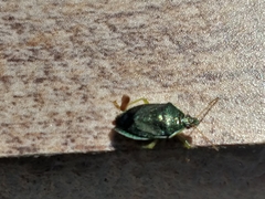 Tynacantha marginata