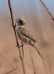 Coryphaspiza melanotis