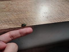 Tynacantha marginata