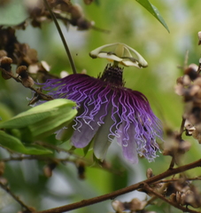 Passiflora serratifolia