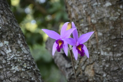 Laelia anceps