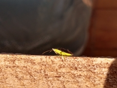 Tynacantha marginata