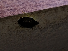 Tynacantha marginata