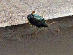 Tynacantha marginata