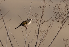Coryphaspiza melanotis